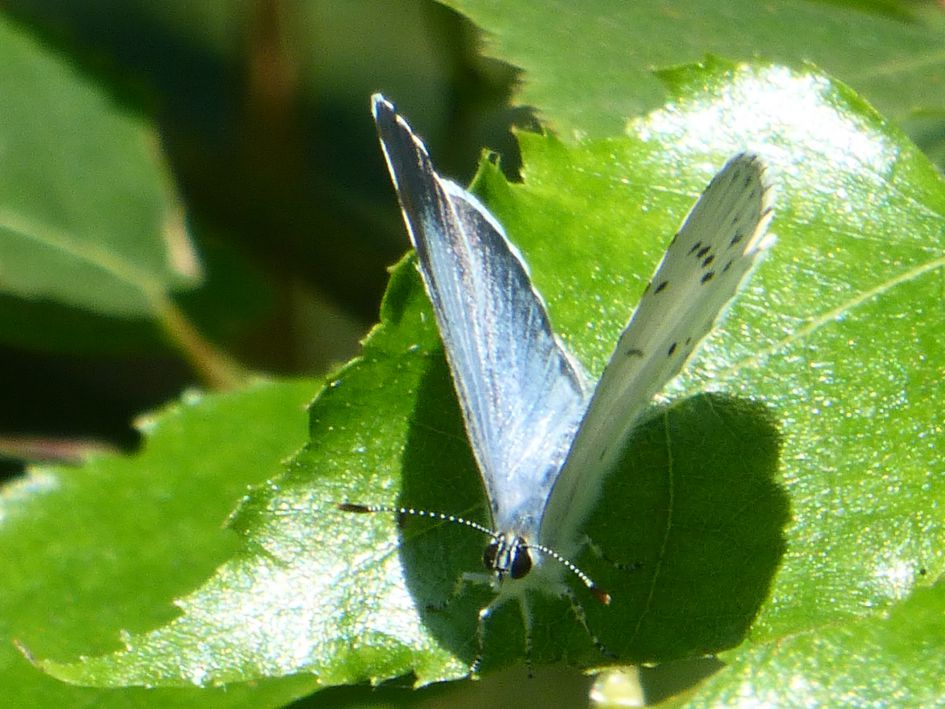 Is dit een boomblauwtje